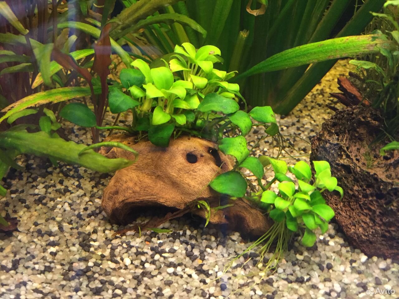 Анубиас, роталла, растения в аквариум купить на Зозу.ру - фотография № 3