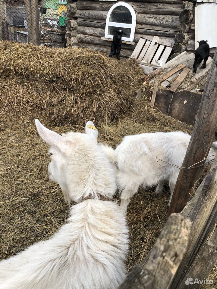 Продаётся дойная коза с козлятами купить на Зозу.ру - фотография № 3