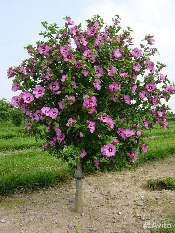 Гибискус древовидный(сирийская роза) купить на Зозу.ру - фотография № 1