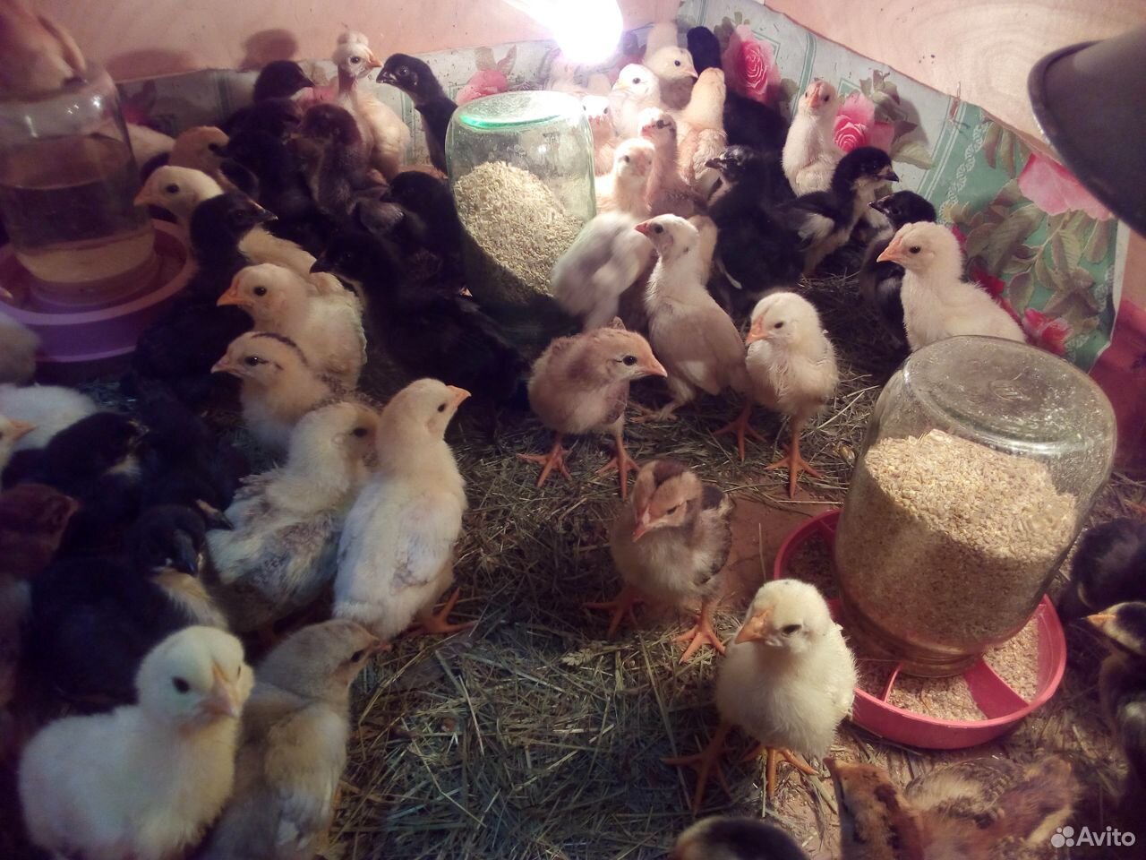 Подрощенные цыплята купить на Зозу.ру - фотография № 10