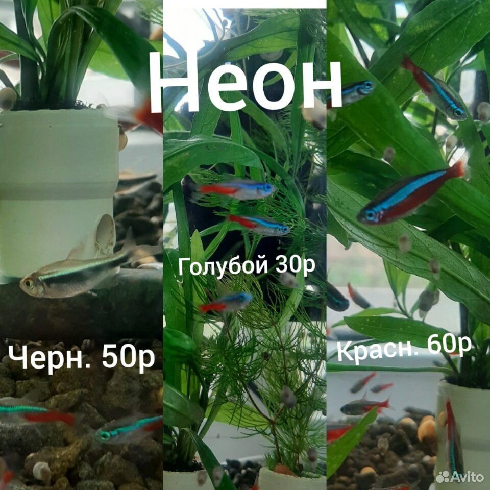 Аквариумные рыбки купить на Зозу.ру - фотография № 8