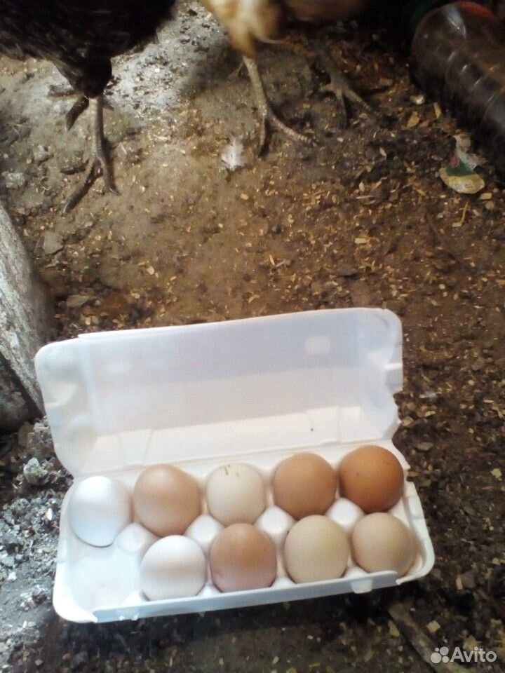 Яйца на инкубащию купить на Зозу.ру - фотография № 2