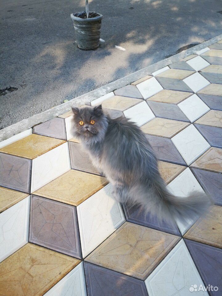 Персидская кошка на вязку. Ищем персидского кота д купить на Зозу.ру - фотография № 2