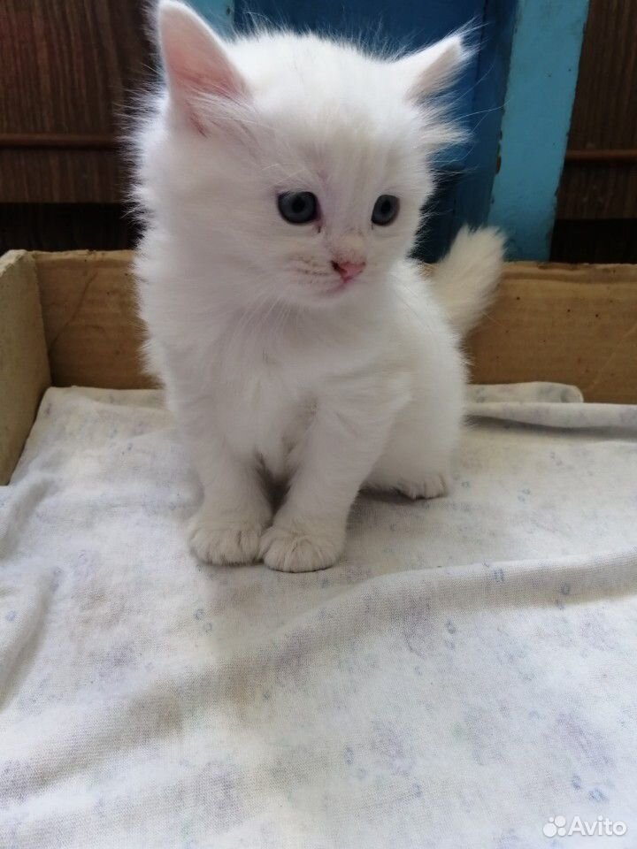 Котенок белого цвета купить на Зозу.ру - фотография № 2