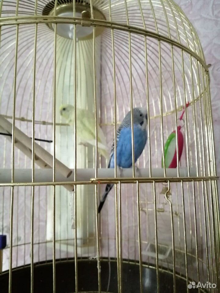 Продам волнистых попугаев мальчика и девочку к ним купить на Зозу.ру - фотография № 2
