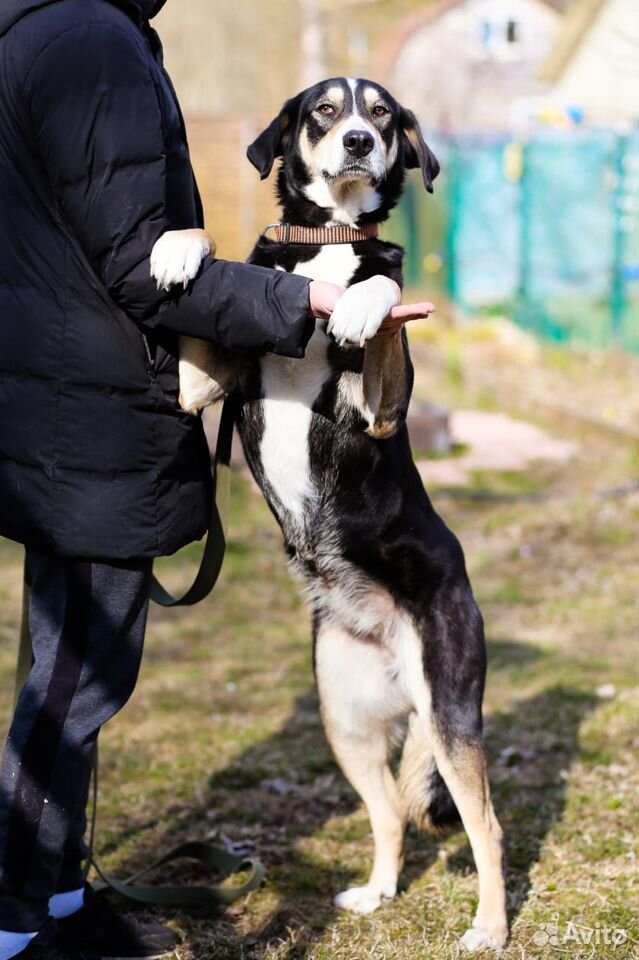 Статная, роскошная и великолепная собака ищет дом купить на Зозу.ру - фотография № 7