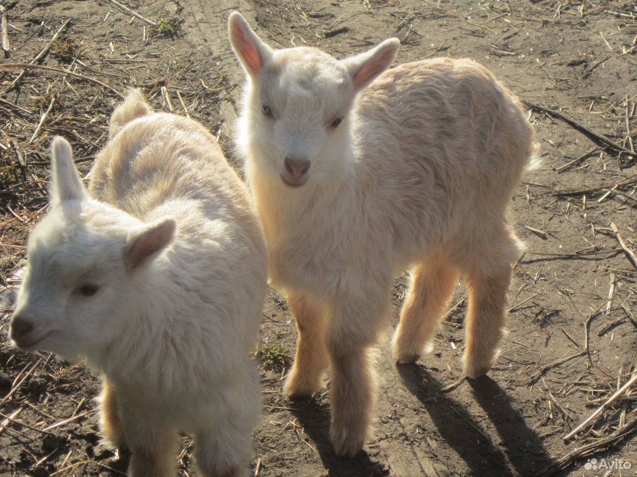 Маленькие козлята которые сейчас продаются. Козленок в деревне. Две козы басня. Купить козу в ростовской