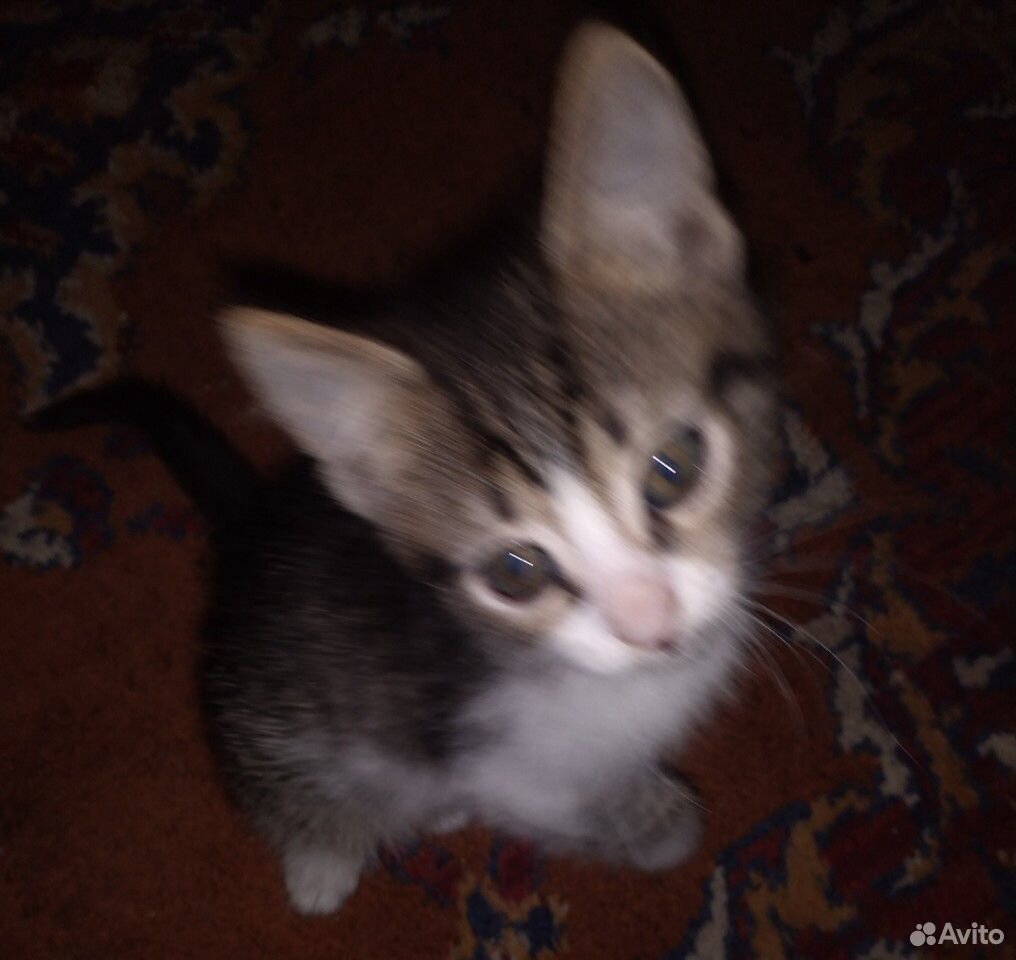 Домашние котята купить на Зозу.ру - фотография № 2