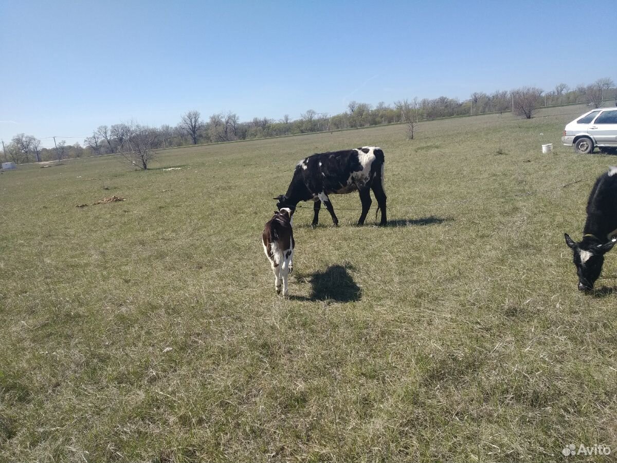 Корова с телят купить на Зозу.ру - фотография № 5