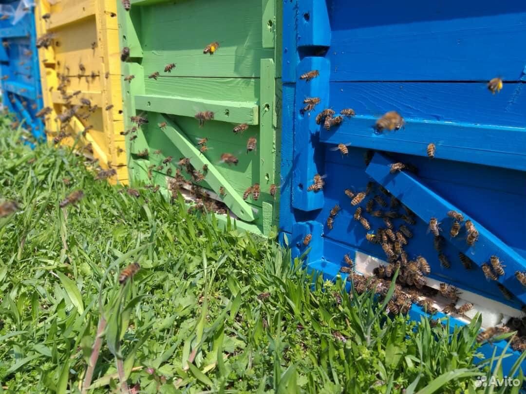 Пчёлы. пчело-пакеты купить на Зозу.ру - фотография № 3
