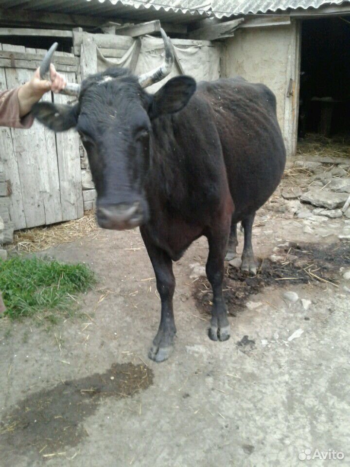 Корова стельная купить на Зозу.ру - фотография № 4