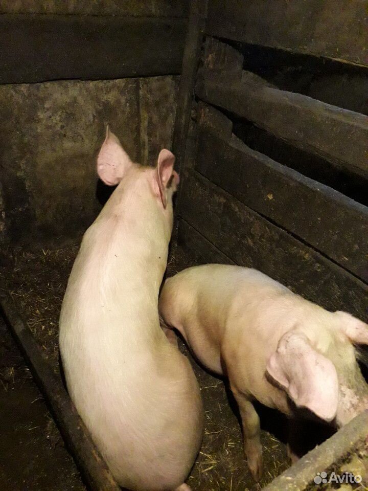 Мясо молодой свиньи купить на Зозу.ру - фотография № 1