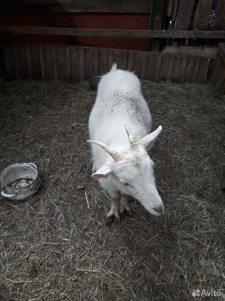 Продаются козы зааненской породы купить на Зозу.ру - фотография № 4