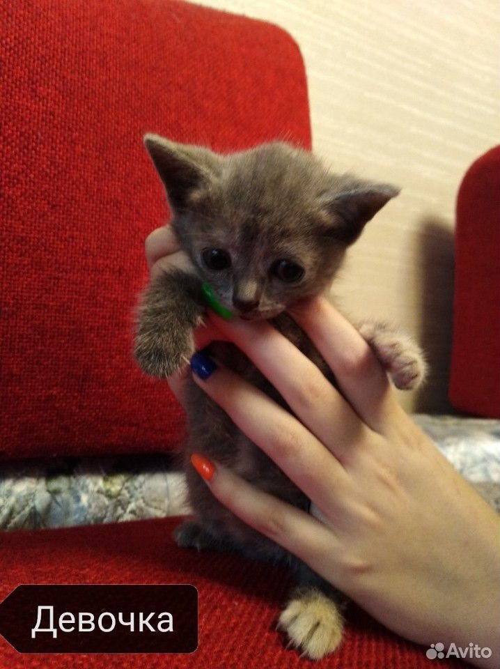 Котятки в добрые руки купить на Зозу.ру - фотография № 1