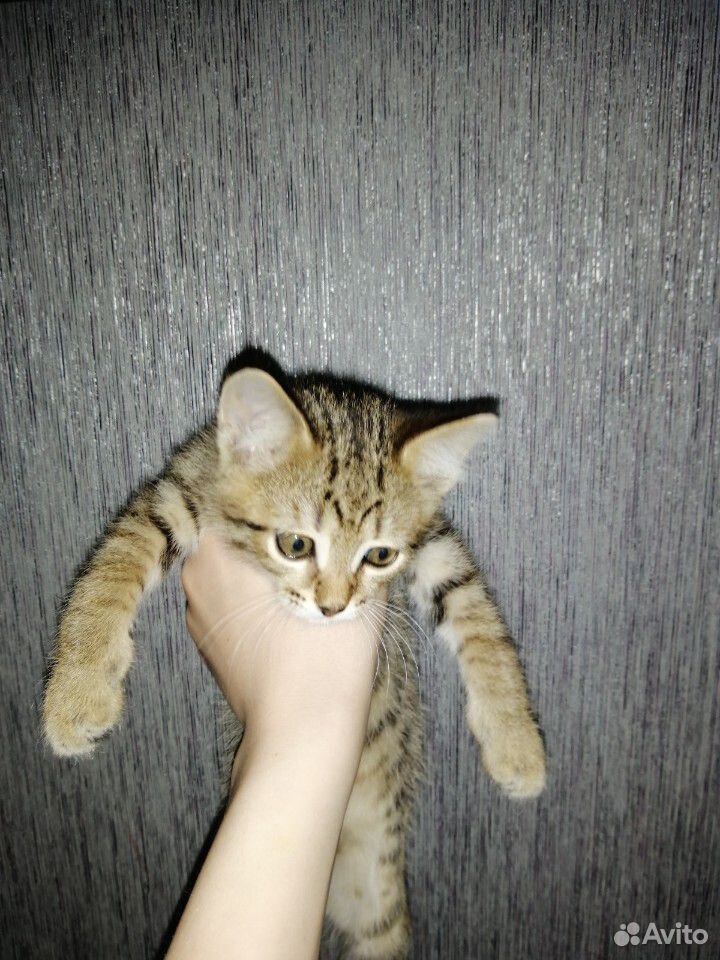 Отдам котёнка в добрые руки купить на Зозу.ру - фотография № 4