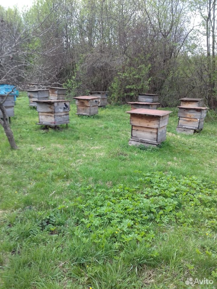 Ульи для пчел, рамки б/у купить на Зозу.ру - фотография № 3
