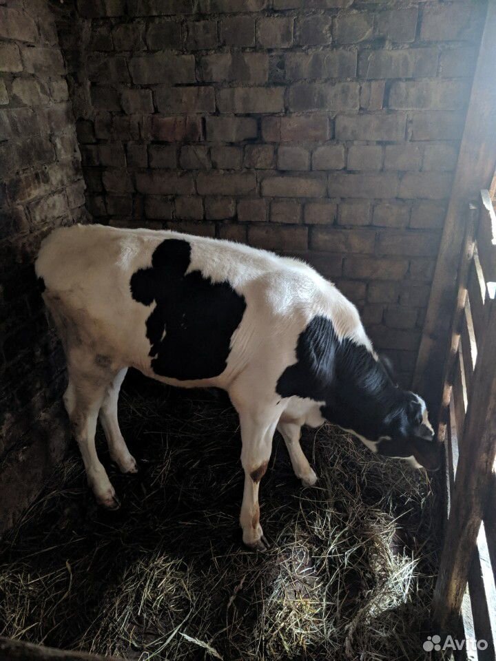 Корова рыжая и телка 3 месяца купить на Зозу.ру - фотография № 6
