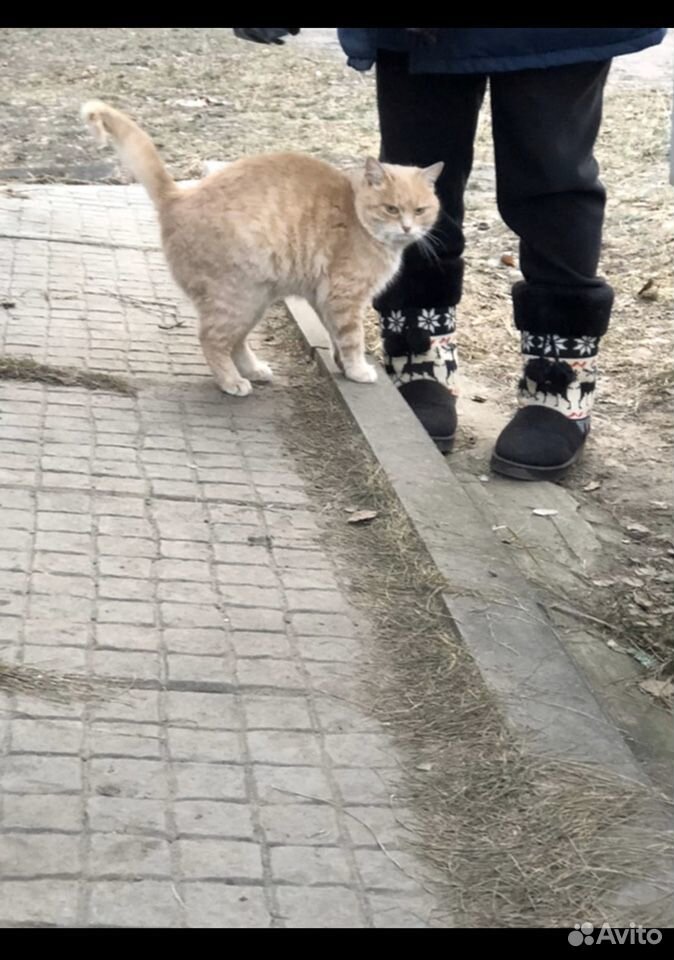 Кошка ищет семью купить на Зозу.ру - фотография № 1