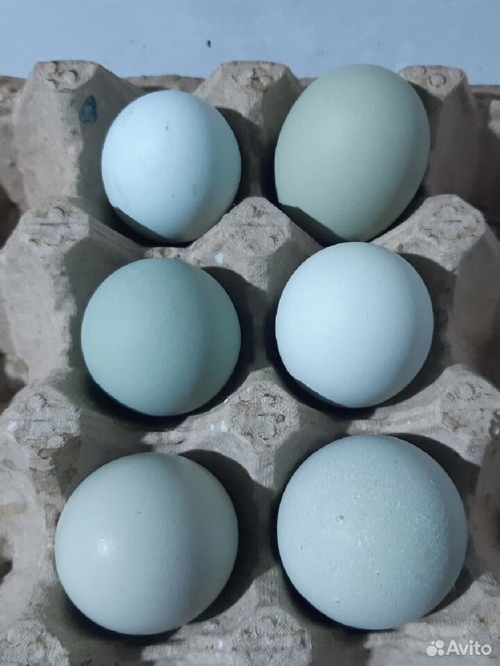 Яйца китайских кур купить на Зозу.ру - фотография № 2