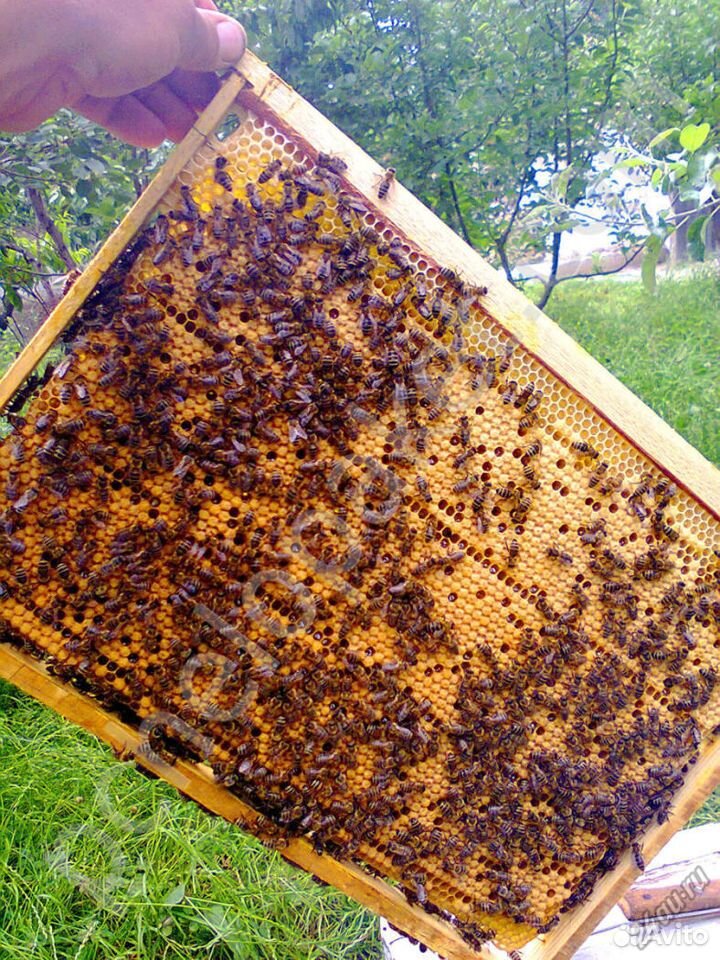 Пчелы купить на Зозу.ру - фотография № 2