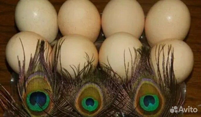 Яйца индийских павлинов купить на Зозу.ру - фотография № 1