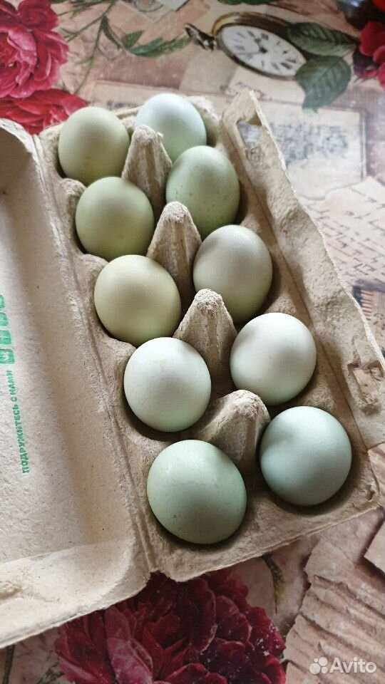 Курочки породы маран, Инкубационное яйцо Ухейилюй купить на Зозу.ру - фотография № 5