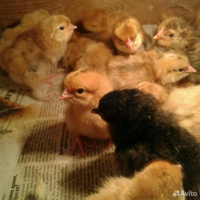 Цыплята несушки суточные купить на Зозу.ру - фотография № 1