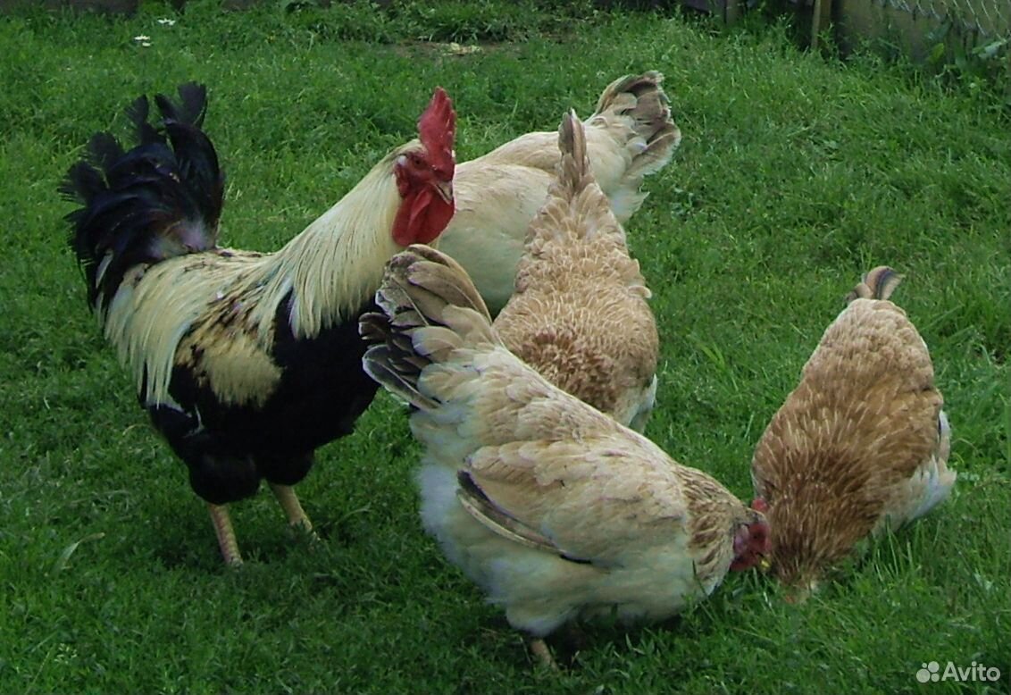 Продам кур и цыплят купить на Зозу.ру - фотография № 1