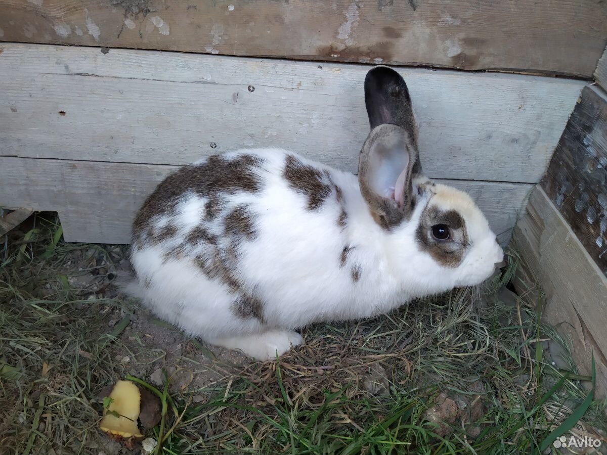 Продам взрослого кролика (самца) купить на Зозу.ру - фотография № 3