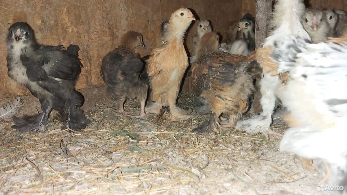 Цыплята чистопородные брама,вырастают очень крупны купить на Зозу.ру - фотография № 1