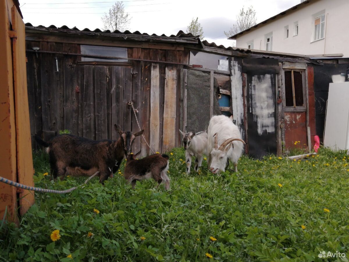 Продаются Козы с козлятами, 4в1 по одной цене купить на Зозу.ру - фотография № 6