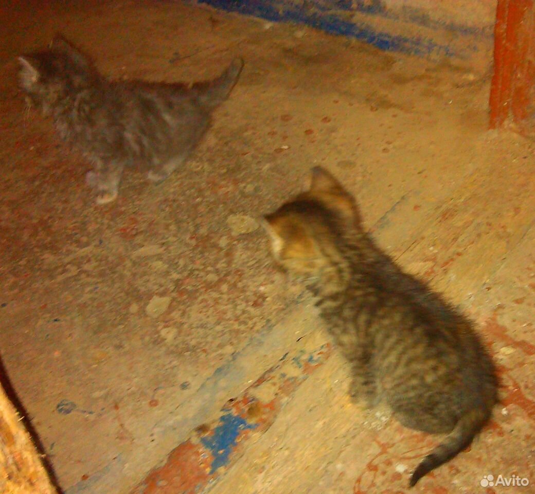 Котята ищут дом купить на Зозу.ру - фотография № 4