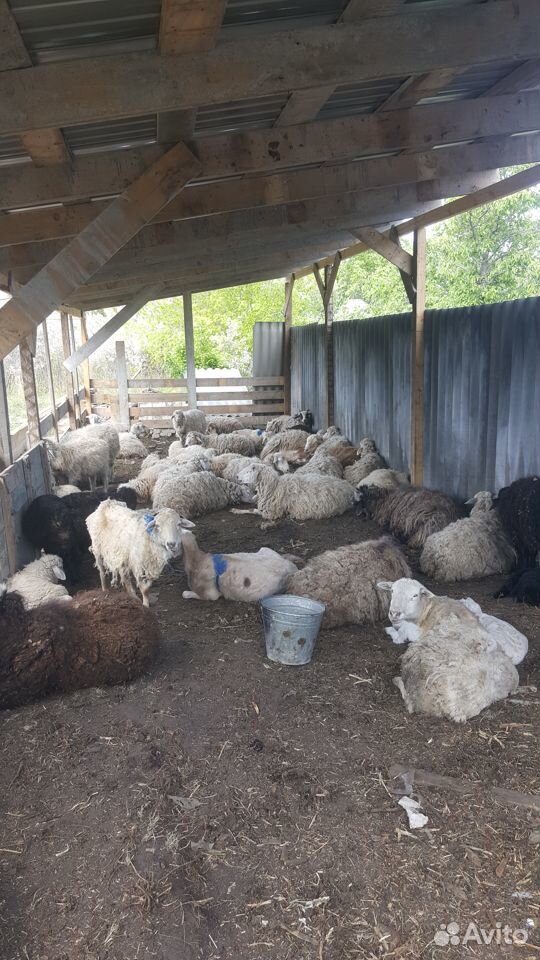 Продам овцов 53 голов купить на Зозу.ру - фотография № 1