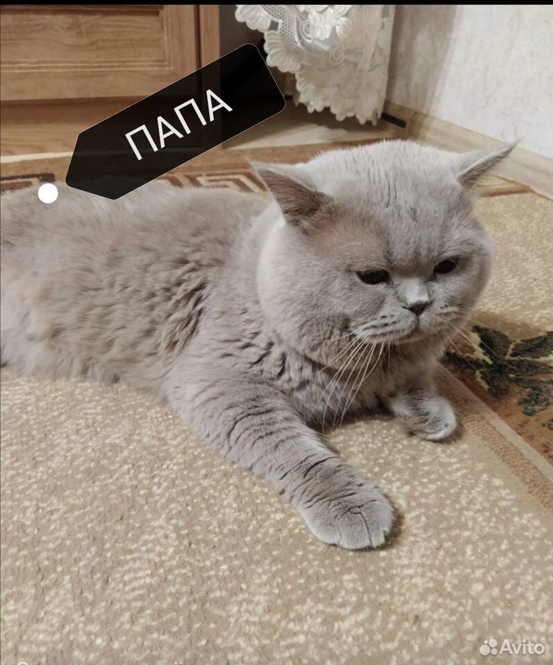 Кошечка купить на Зозу.ру - фотография № 6
