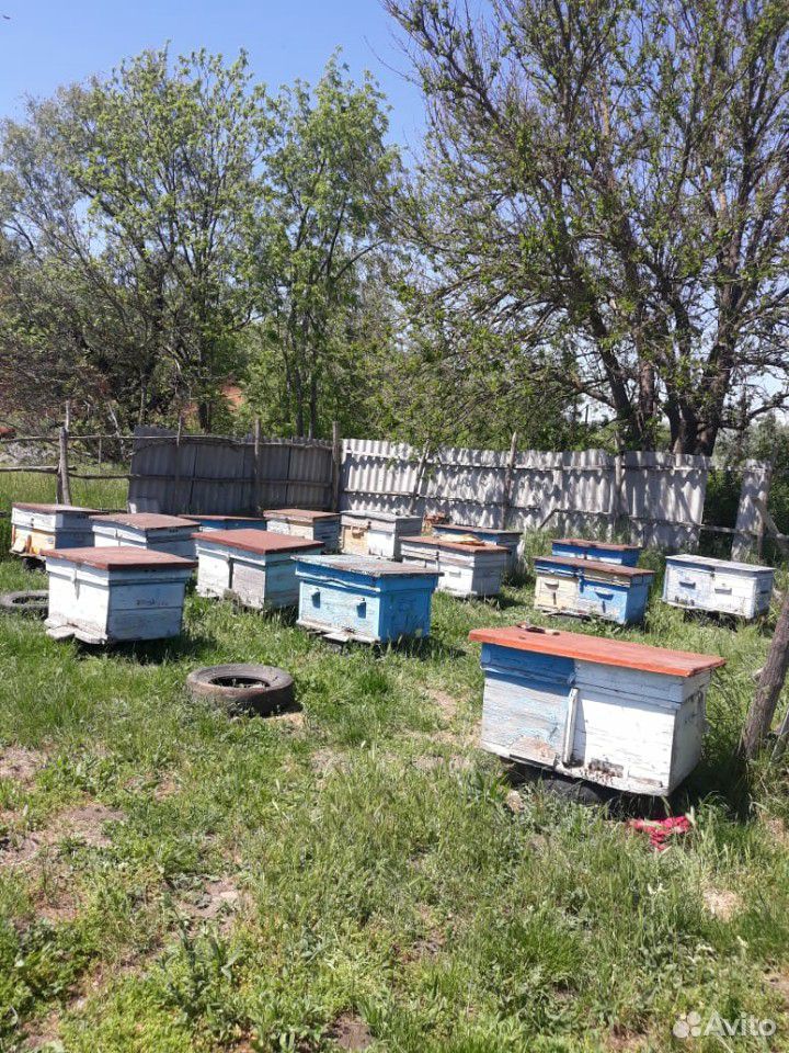 Рамки, пчелопакеты купить на Зозу.ру - фотография № 2