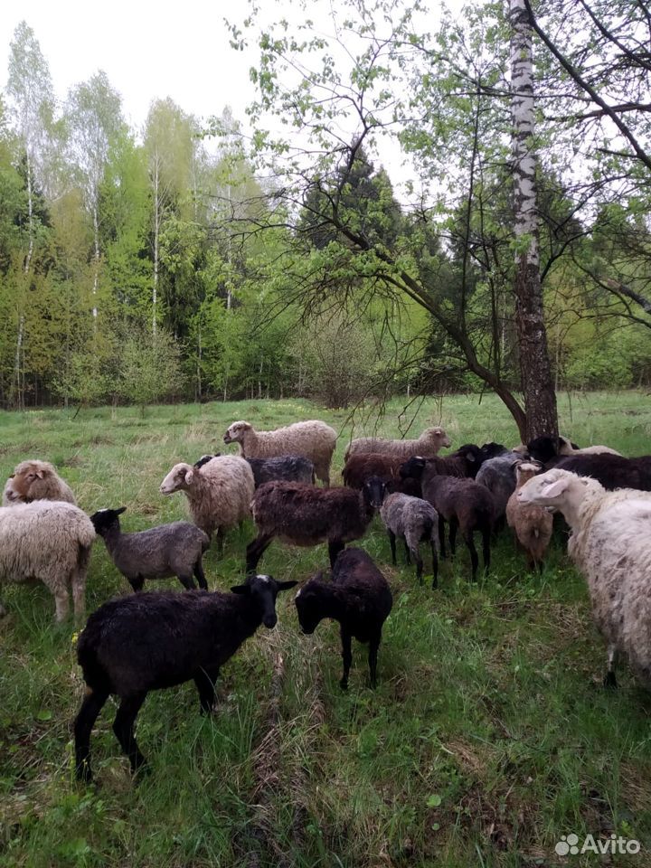 Бараны,овцы купить на Зозу.ру - фотография № 6
