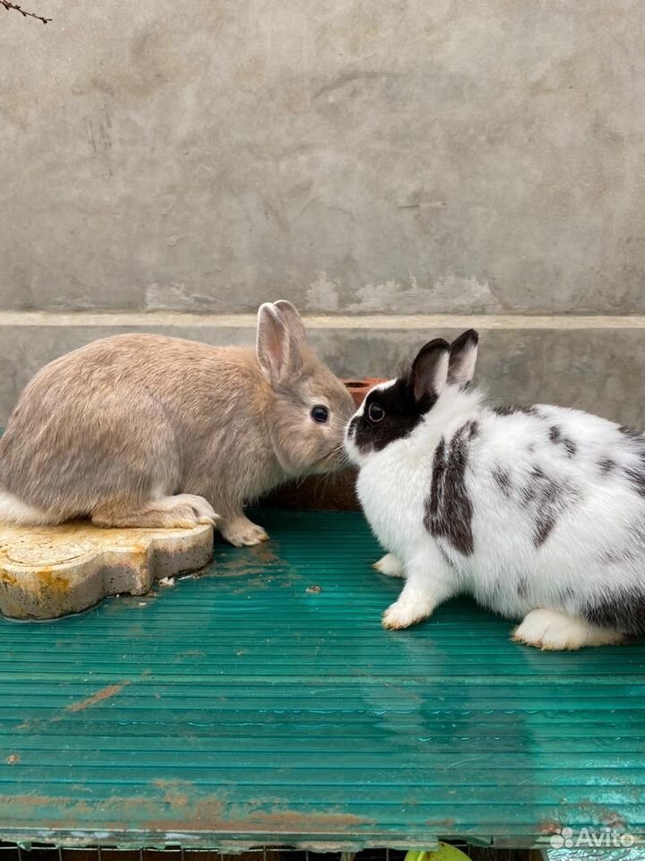 Карликовые кролики купить на Зозу.ру - фотография № 1