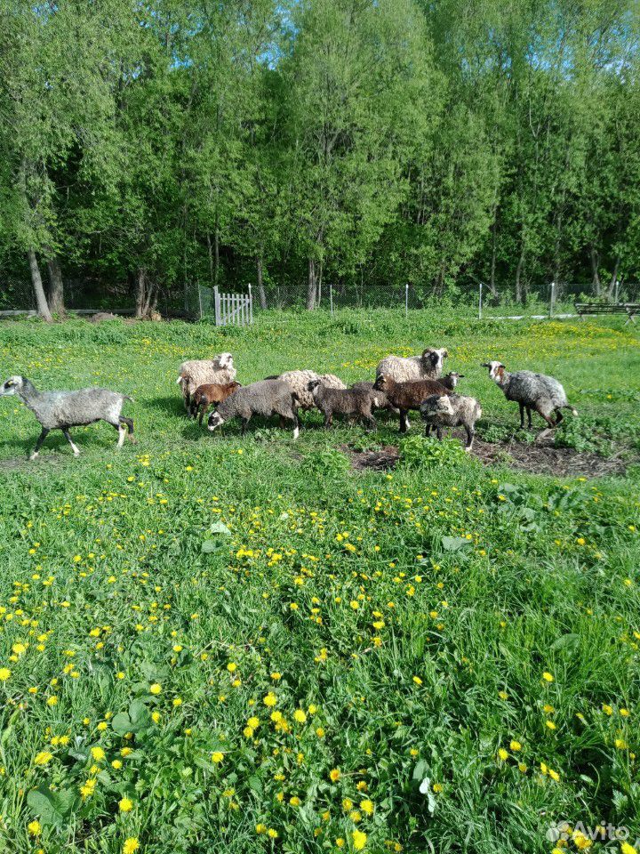 Овцы,ягнята,козлята купить на Зозу.ру - фотография № 4