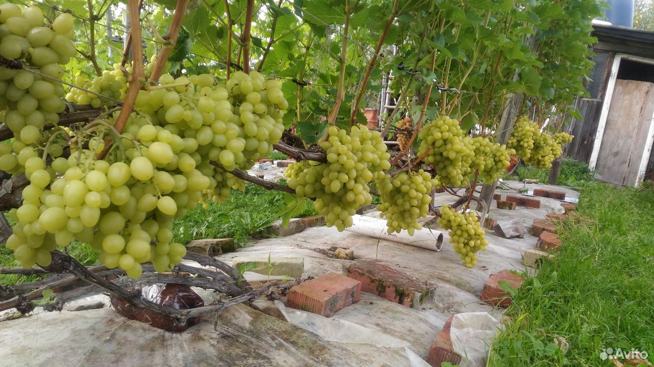 Саженцы винограда купить на Зозу.ру - фотография № 2