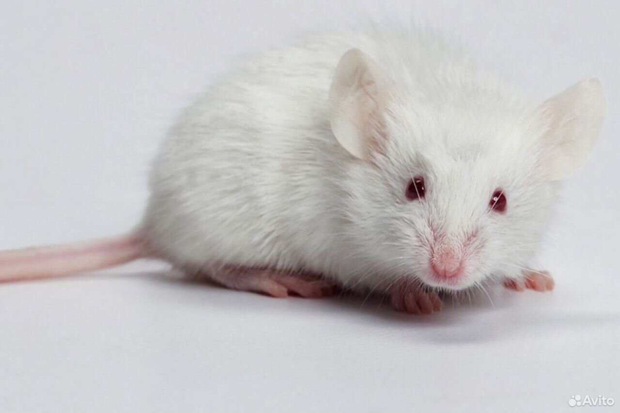 Мышь альбинос, крыса купить на Зозу.ру - фотография № 1