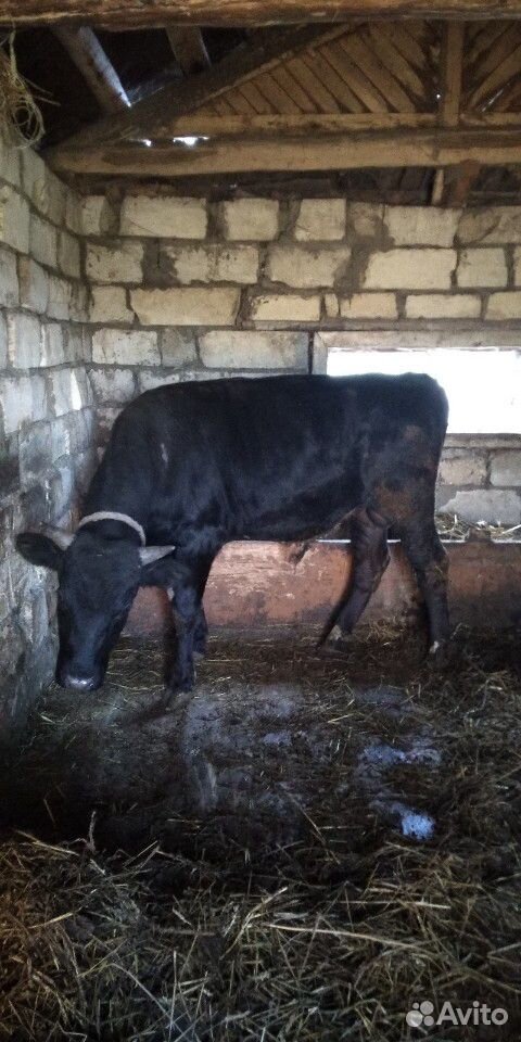 Коровы и 2 быка купить на Зозу.ру - фотография № 9