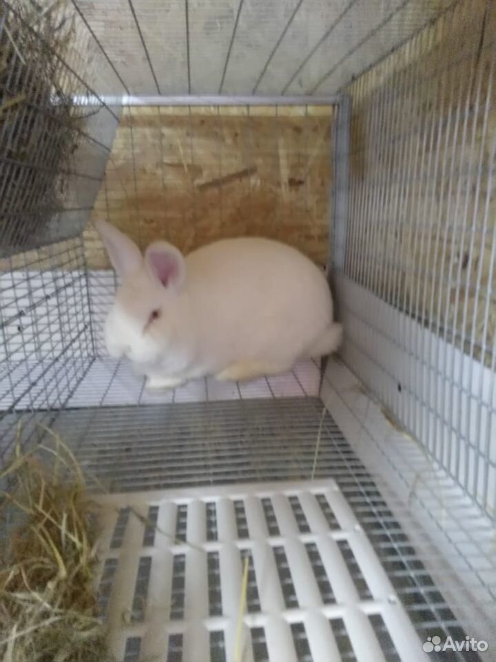 Кролики самцы новозеланские белые, Германия купить на Зозу.ру - фотография № 2