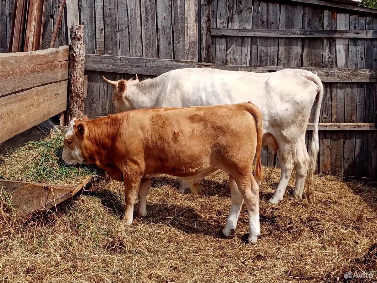 Продам корову и бычка купить на Зозу.ру - фотография № 2