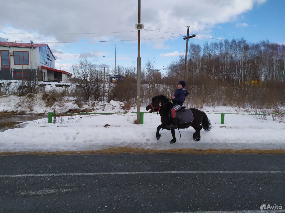 Лошадь пони купить на Зозу.ру - фотография № 3