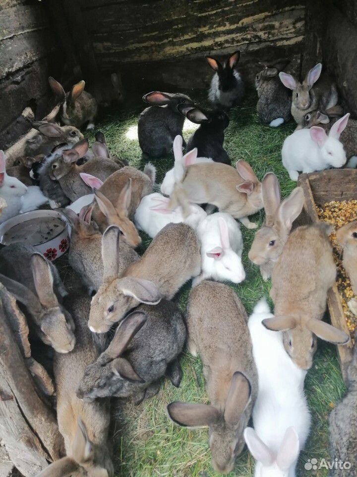 Кролики помесь чисто кровные только белый паннон о купить на Зозу.ру - фотография № 3