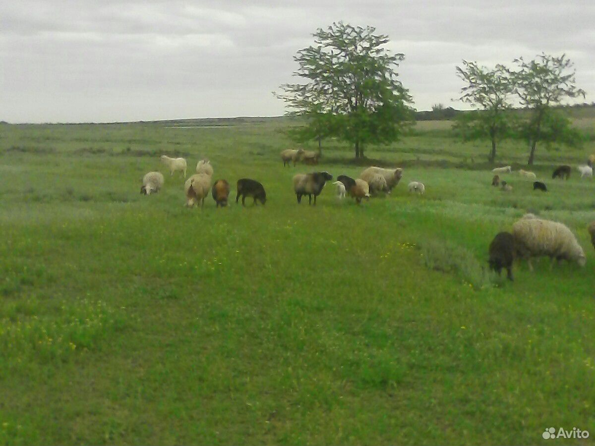 Овцы молодые матки ярки бараны купить на Зозу.ру - фотография № 3