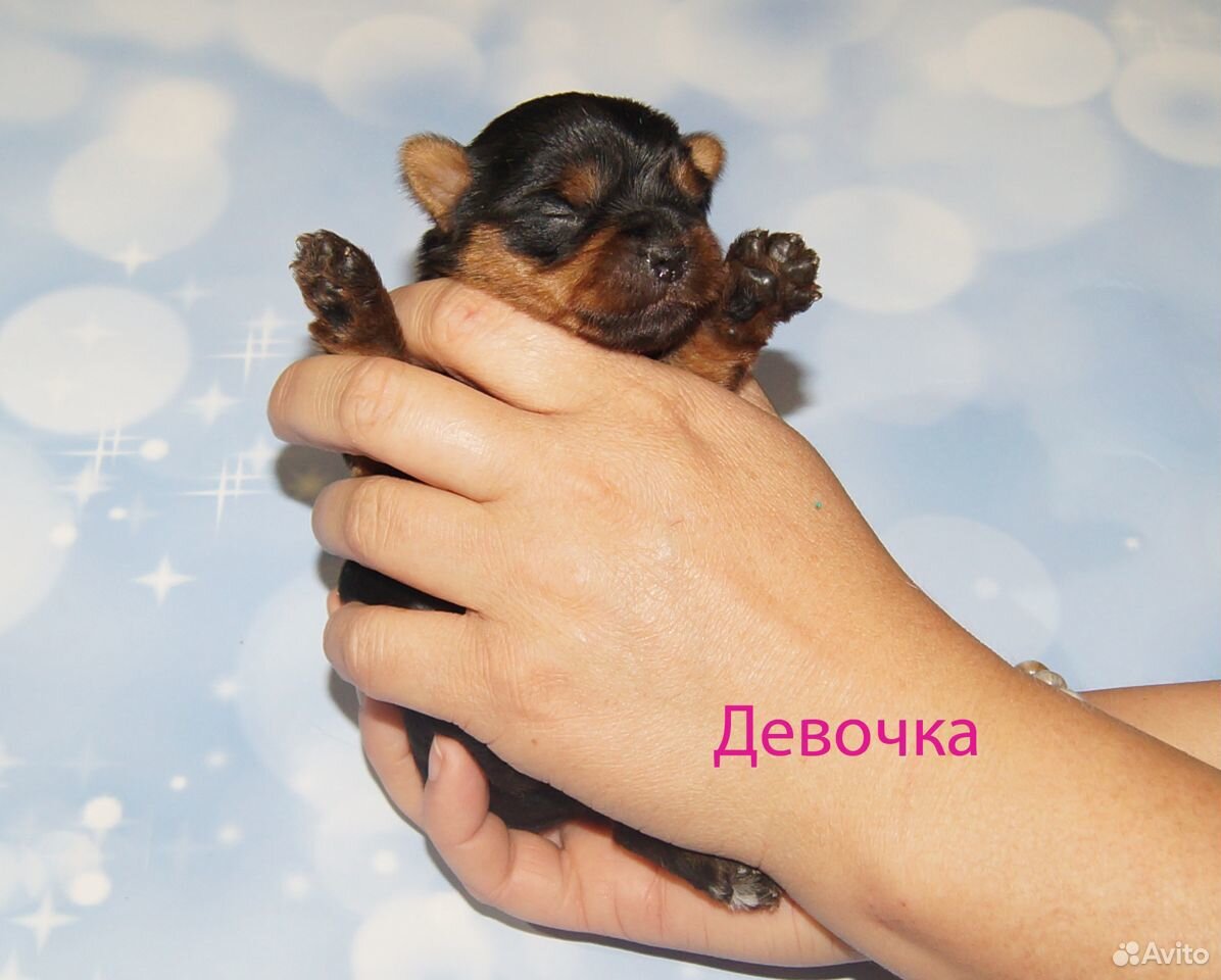 Йорк щенки беби-фейс купить на Зозу.ру - фотография № 5