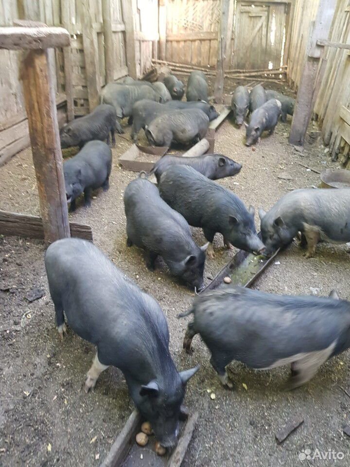 Продаю вьетнамскую свинину, вес 25-30 к купить на Зозу.ру - фотография № 1