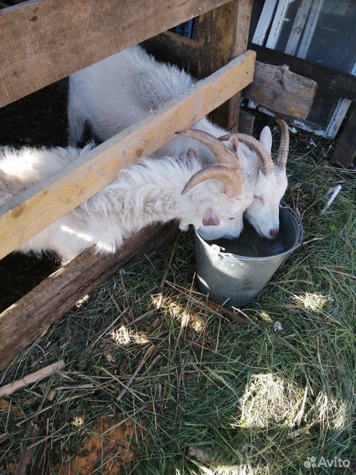 Козла и казел овца с ягнёнком купить на Зозу.ру - фотография № 1
