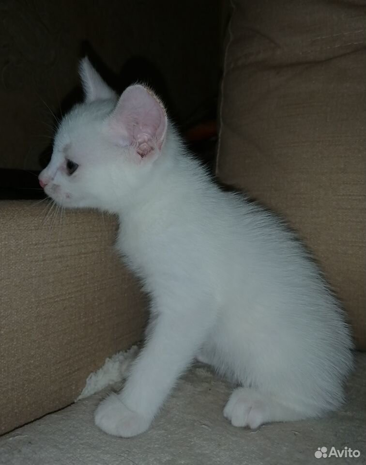 Белоснежные котята купить на Зозу.ру - фотография № 9